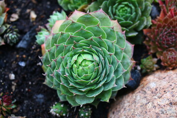 rojnik Matifu sempervivum