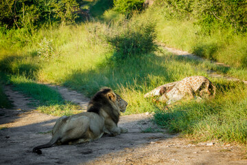 African lion male in morning light watching his kill in Kruger National park, South Africa ; Specie...