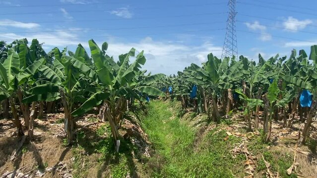 The banana plantation in Matina, Costa Rica. Matina is a district of the Matina canton, in the Limon province of Costa Rica.
