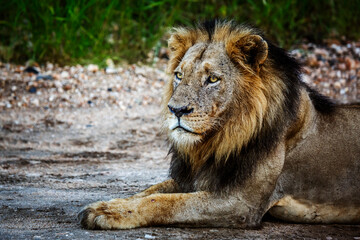 African lion male portrait black mane in Kruger National park, South Africa ; Specie Panthera leo family of Felidae