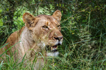 Naklejka na ściany i meble African lioness portrait hiding in the grass in Kruger National park, South Africa ; Specie Panthera leo family of Felidae