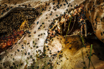 Colony of flies on dead giraffe carcass in Kruger National park, South Africa;  Specie Giraffa camelopardalis family of Giraffidae