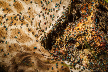 Colony of flies on dead giraffe carcass in Kruger National park, South Africa;  Specie Giraffa...