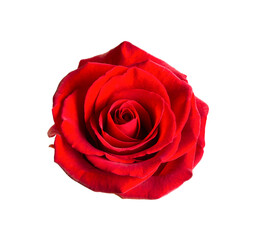 Red rose on a white background - 592906420