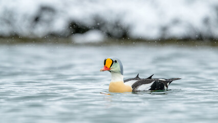 Colourful King eider (Somateria spectabilis) in snow