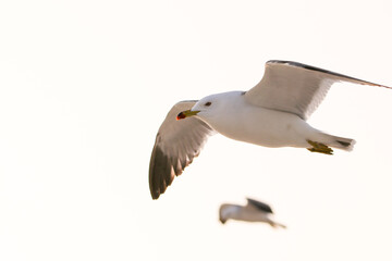 바닷가 갈매기들의 자유로운 날개짓. 조나단의 꿈.