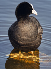 Blässhuhn im Wasser