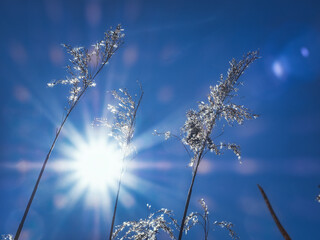 Schilf im Gegenlicht