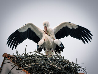 Storchenpaar in ihrem Nest