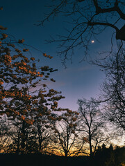 Abendstimmung im Park