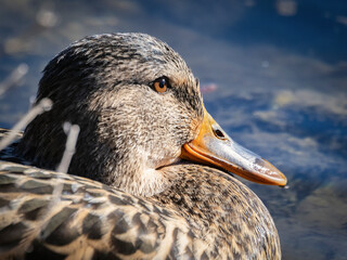 Nahaufnahme einer Ente