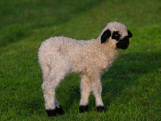 small Welsh black-faced sheep green background
