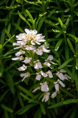 Closeup shot of an iberis plant in a garden