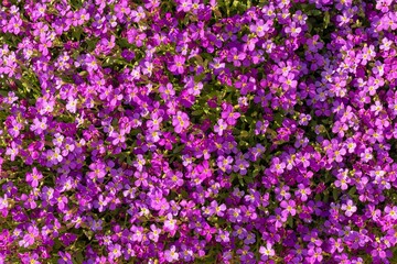 Closeup shot of aubrieta plants in a garden