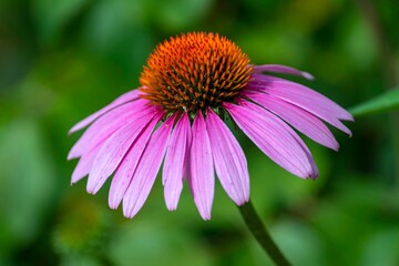 Closeup shot of a pink daisy