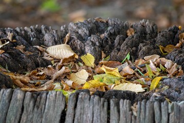 Closeup shot of leaves fallen on a cut tree