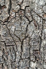 Obraz premium Vertical shot of a tree bark texture