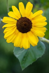 Vertical shot of a beautiful sunflower
