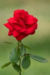 Vertical shot of a beautiful red rose