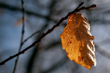 Closeup shot dry leaf on a branch