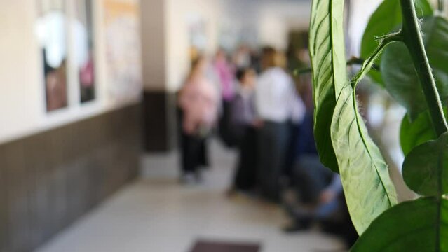 Corridor in modern school building full of desfocused students of different age passing by. Shot through green plant leaves. Blurred unrecognizable children out of focus walking along bright hall. 4 k