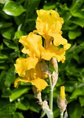 Closeup of a beautiful Iris barbata flower growing in a garden on a sunny day
