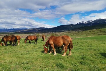 Fototapeta na wymiar Group of horses eating grass on a sunny day with hills in the background