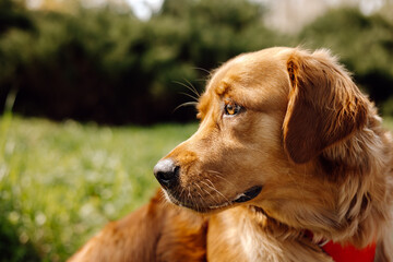 golden retriever dog