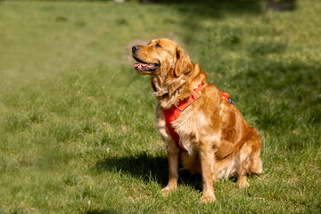 golden retriever dog