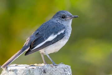 Closeup of Oriental Magpie juvenile sitting on a pillar against blur background