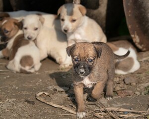 Closeup shot of street dog puppies enjoying their time together on a sunny day