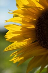 Vertical closeup of sunflower petals against the blurry background.