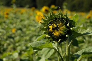 Closeup of a sunflower bud against a green blurry background.