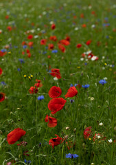 Vertical shot of red poppies with cornflowers in a green meadow.