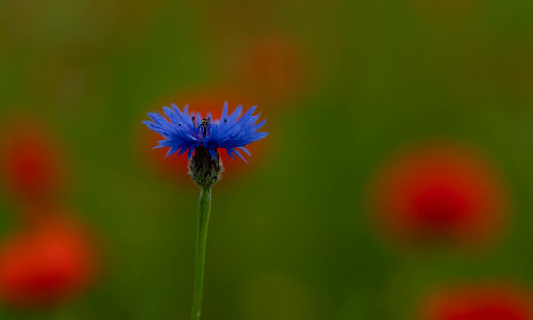 Closeup of Centaurea cyanus, cornflower against the blurry background with poppies.