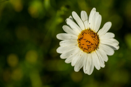 Closeup of Leucanthemum ircutianum, oxeye daisy with insects.