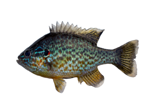 Sun perch isolated on white. Freshwater fish.