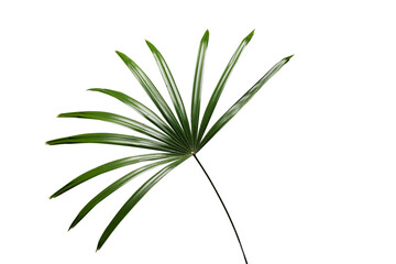 Bamboo palm, Lady palm leaves transparency background for design and layout.