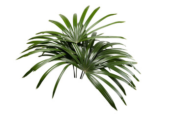 Bamboo palm, Lady palm leaves transparency background for design and layout.