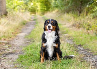 Closeup shot of an adorable Bernese Mountain Dog in a park