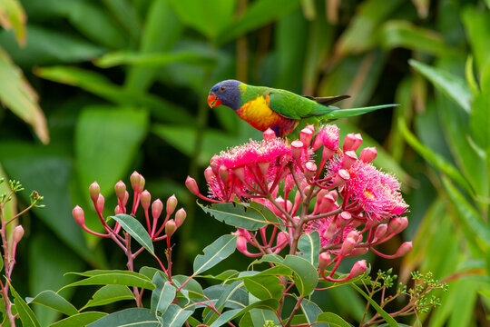 Rainbow Lorikeet perched on the blossoms of a pink flowering gum tree.