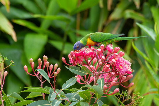 Rainbow Lorikeet eating from the blossoms off a pink flowering gum tree.
