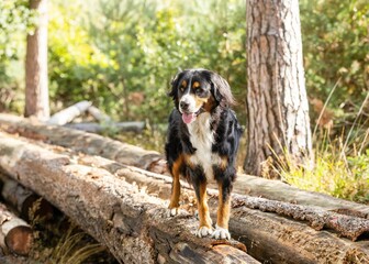 Adorable Bernese Mountain Dog walking around in a park