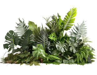 A detailed picture of a tropical plant grouping, with a transparent background