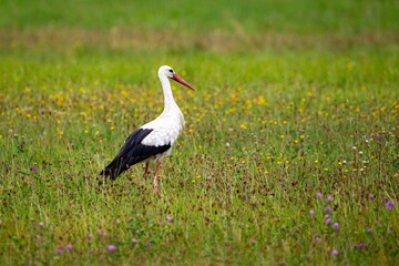 Obraz na płótnie Canvas Closeup of a stork in a field