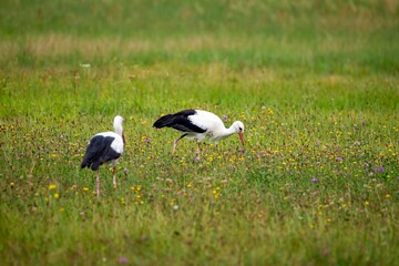 Obraz na płótnie Canvas Couple of storks in a field