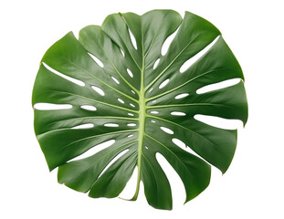 photo of green monstera leaves transparent