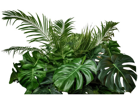 Lush foliage of tropical plants in a jungle