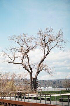 Single giant tree in a park against light blue sky