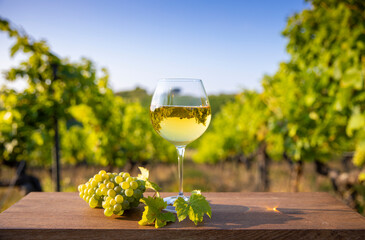 Verre de vin blanc dans les vignes et grappe de raisin au soleil en automne.